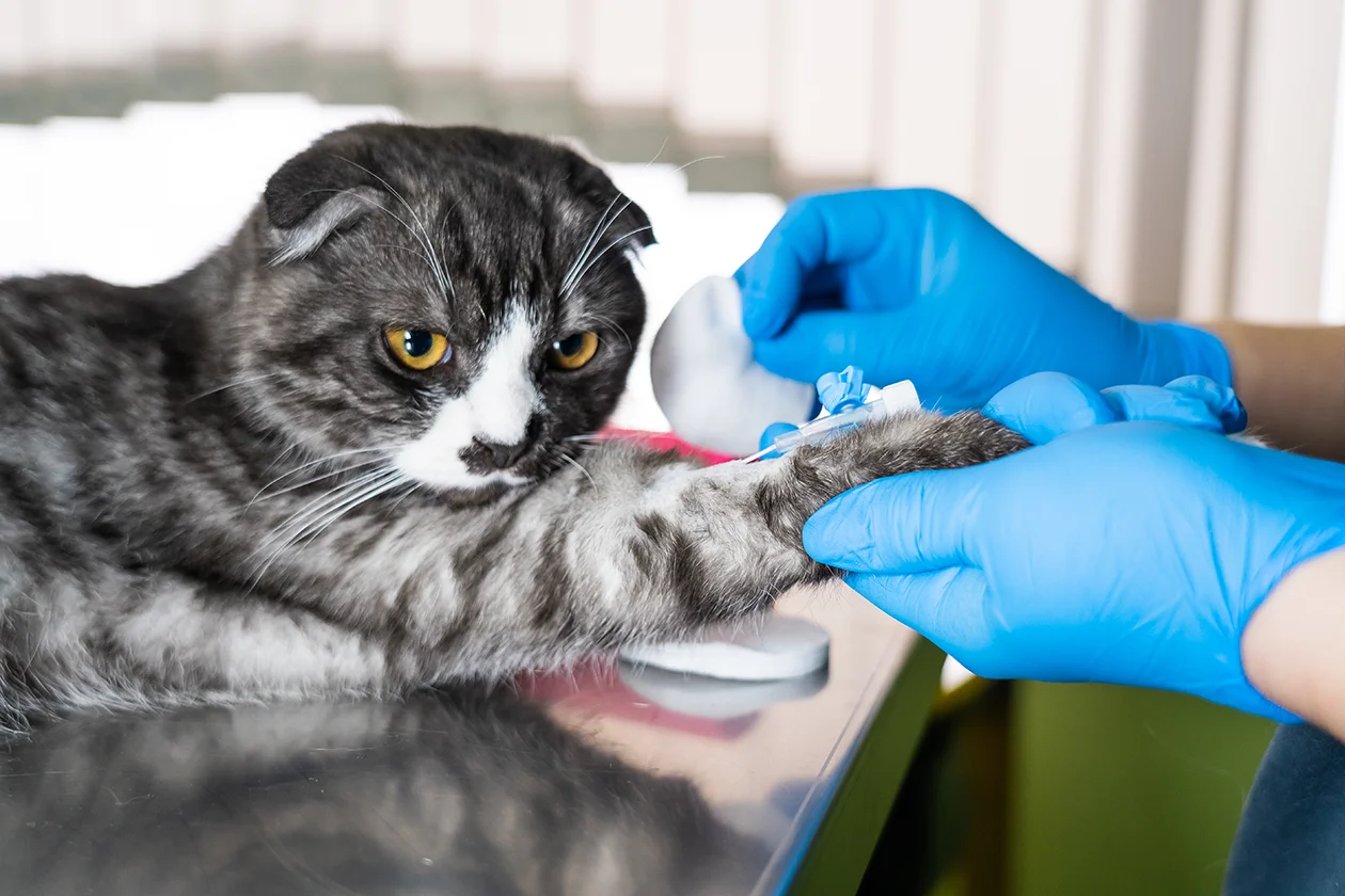 про вирусы и инфекции у кошек и собак