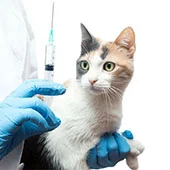 Вторая прививка щенков и котят