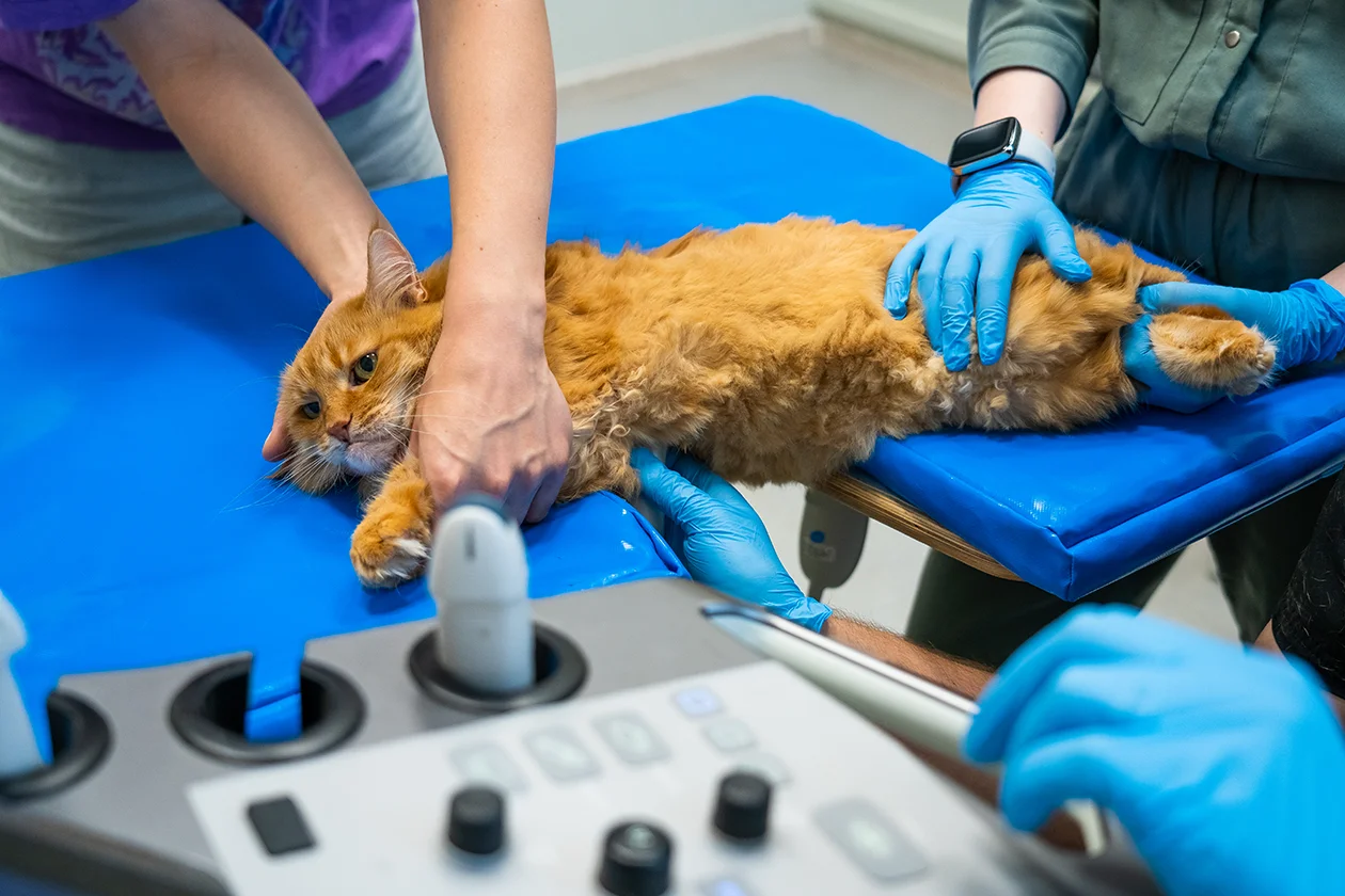 Скорая помощь для животных